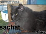 Sachat -