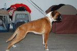 chanel - Boxer (2 ans)