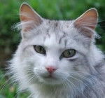 Mon chat - Mâle (4 ans)