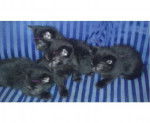 Kittens - (6 mois)