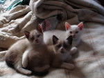 HUMO, LUCKY, SAMY - Mâle (2 mois)
