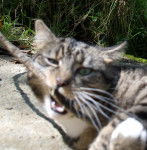 Tiger - Mâle (6 ans)