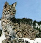 martin - Mâle (5 ans)