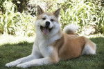 Charles - Akita Inu Mâle (2 ans)