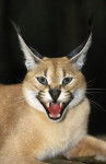 caracal - Mâle (3 mois)