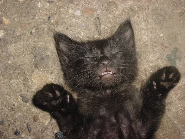 gatito - (3 mois)