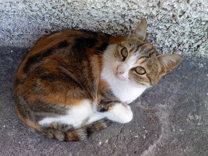 Fotini - (3 ans)
