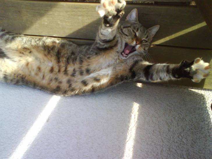 Schlomo - Mâle (3 ans)