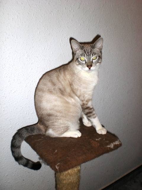 lara - Mâle (2 ans)