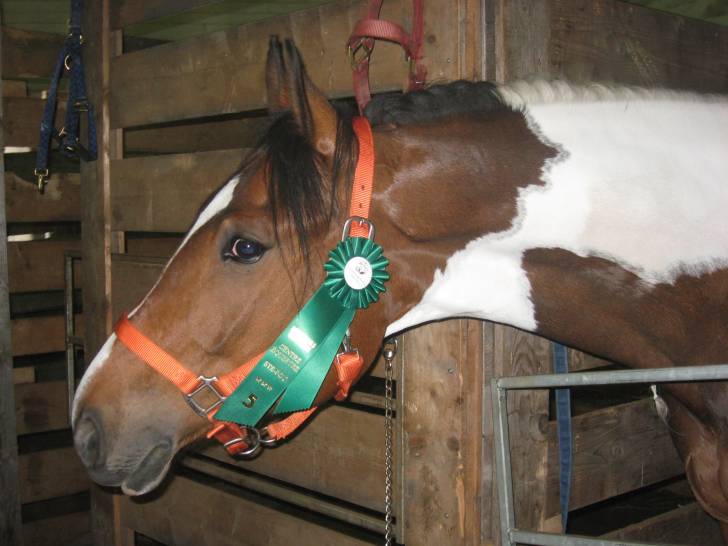 Youdja - Mâle (7 ans)