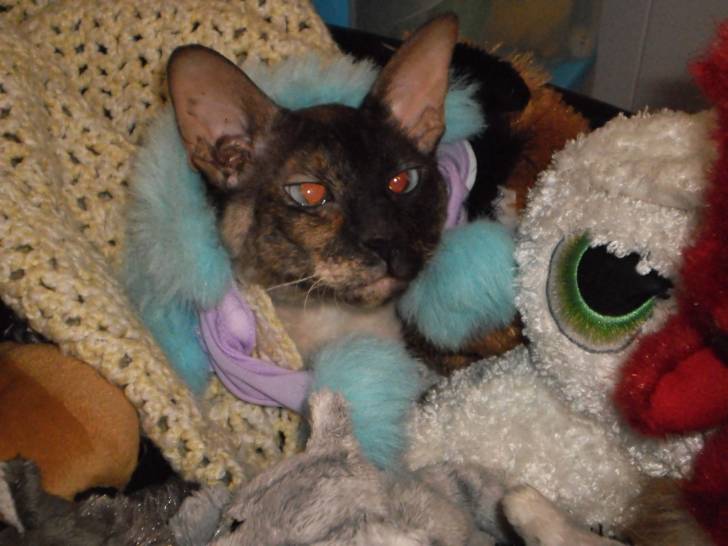 nefer-titi - (2 ans)