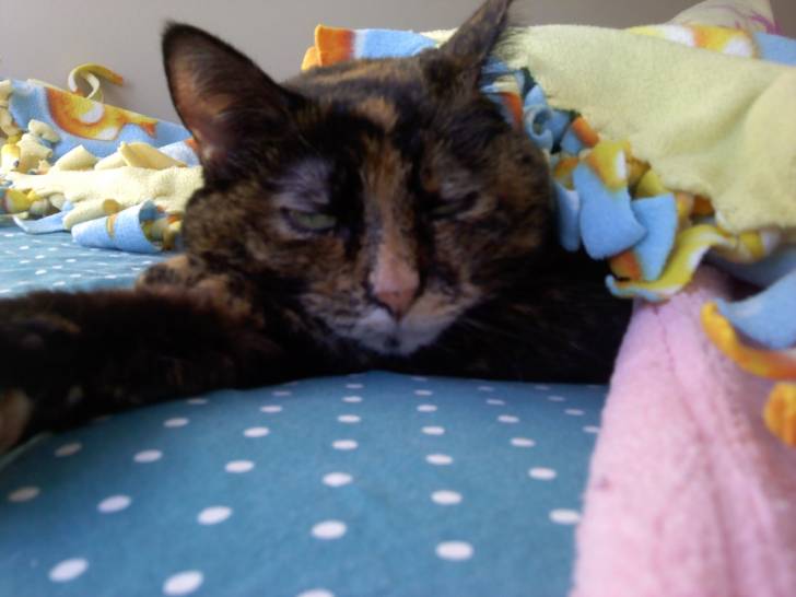 Kiki - (11 ans)