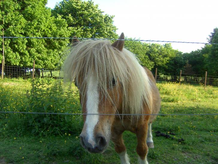 Poly - Mâle (10 ans)