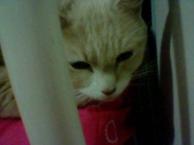 Peaches tries to hide - (14 ans)
