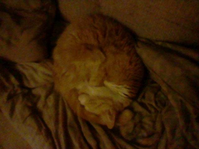 Peaches sleeping - (15 ans)