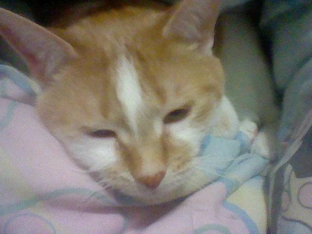 Frisky in the blanket - (15 ans)