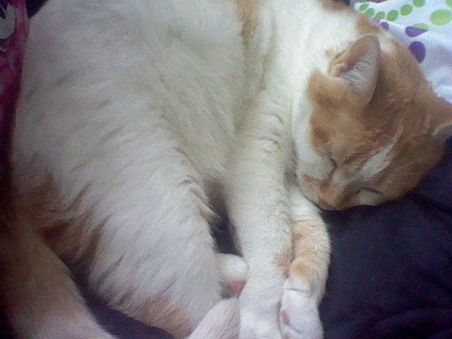 Frisky sleeps - (15 ans)