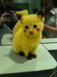 picatchat -