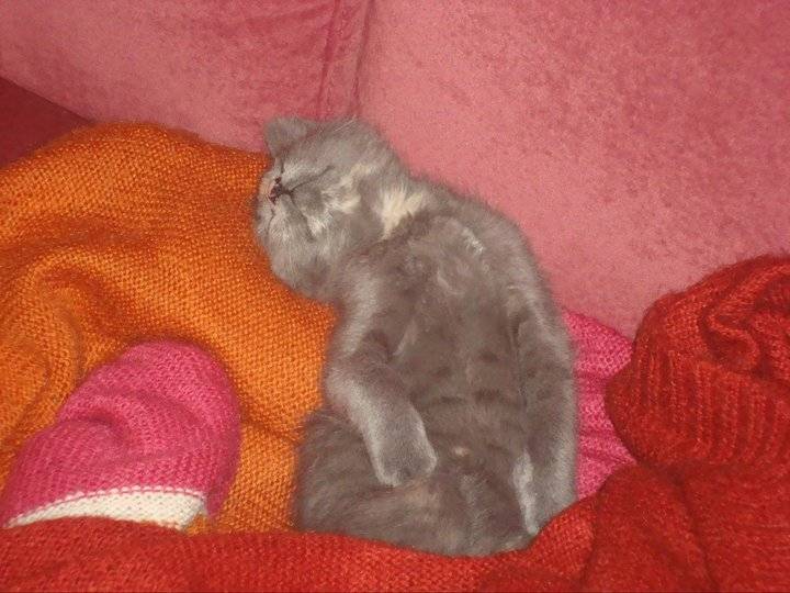 Loulou -