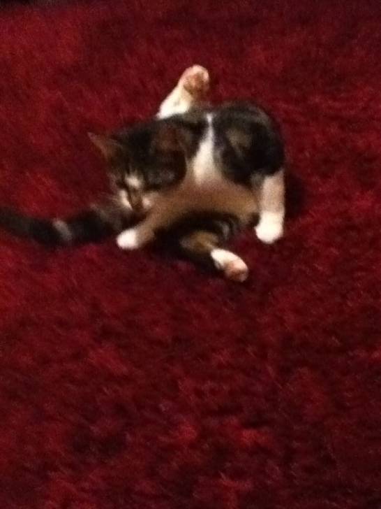 Pebbles - (1 an)