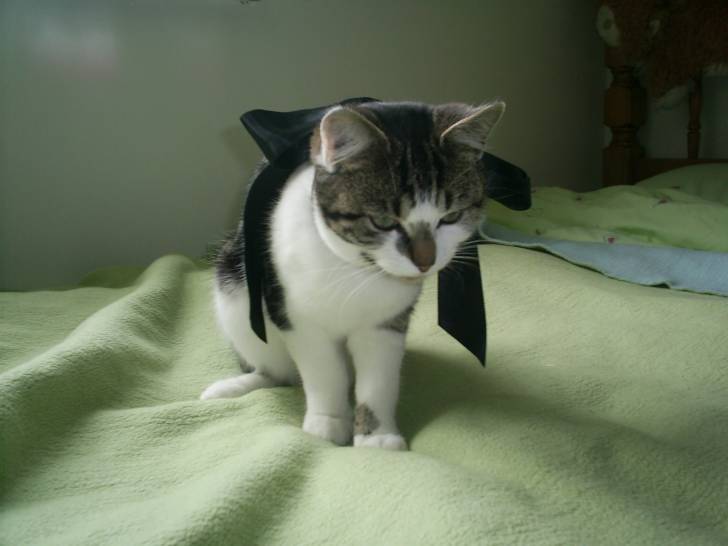 Pebbles - (1 an)
