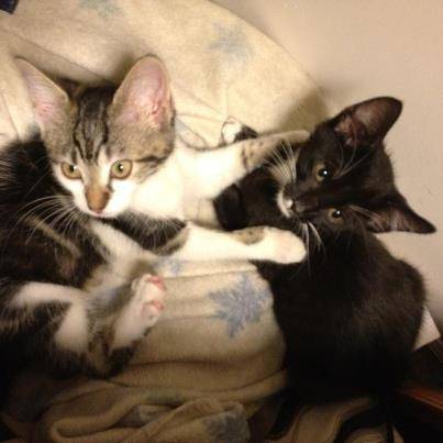 Dexter and Heidi -