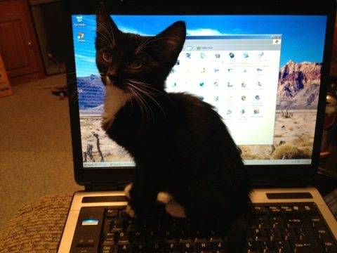 Dexter on laptop - Mâle