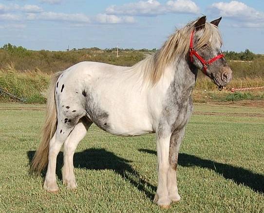 Lily - (2 ans)
