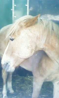 Némo - Mâle (11 ans)