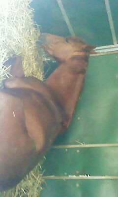 Ulila - (3 ans)