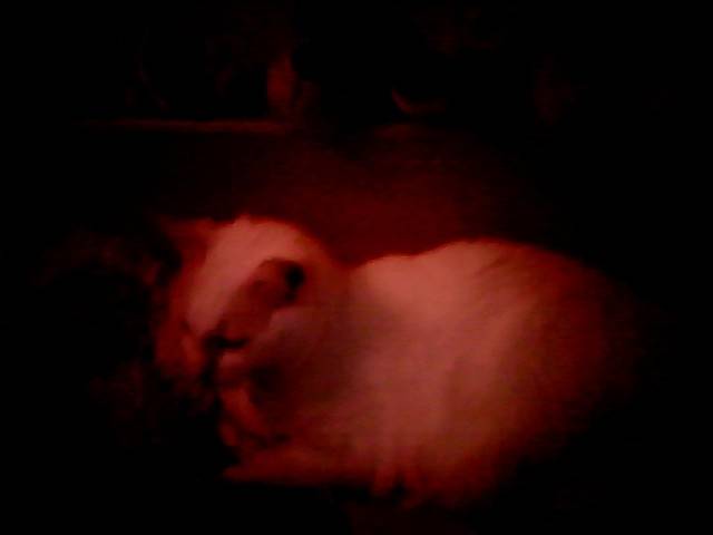 Lady - (5 ans)