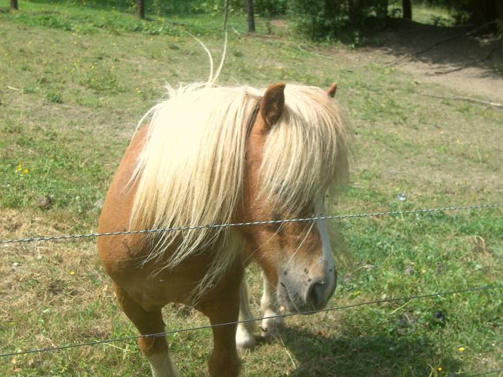 Poly - Mâle (10 ans)