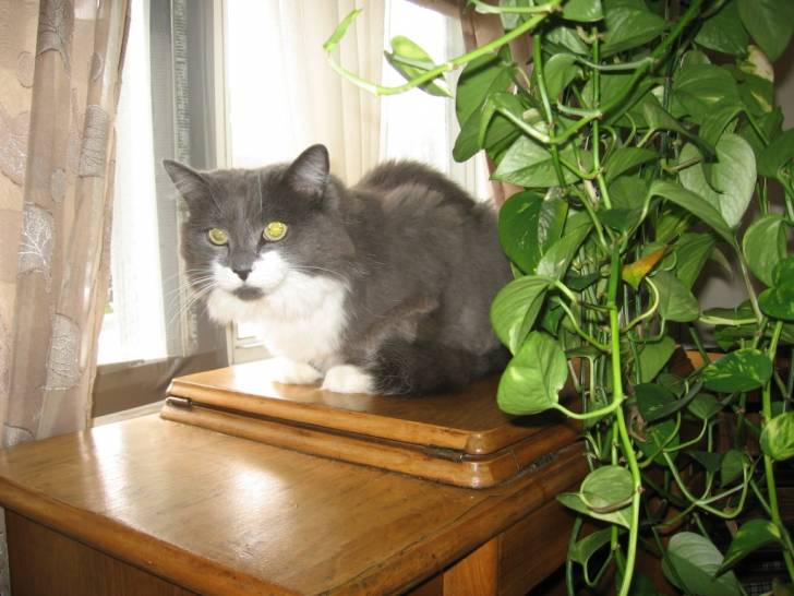 TOM - Mâle (8 ans)