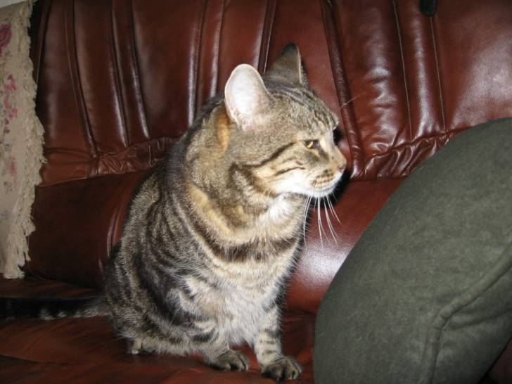 TI-GARS - Mâle (12 ans)