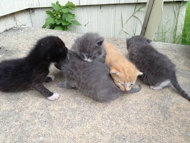 Mama's Kittens - (Autre)