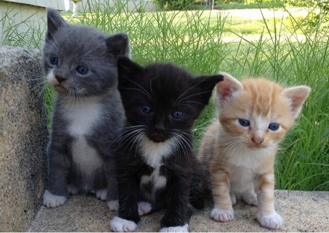 Phantom, Joey, and Runt -