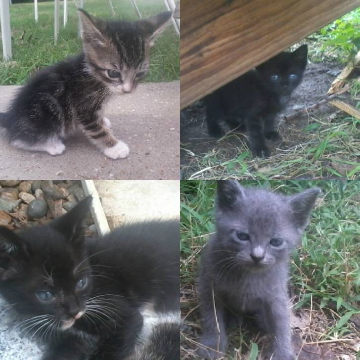 Mama's 1st Litter -