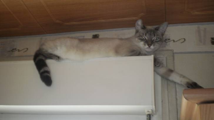 kitty - (2 ans)
