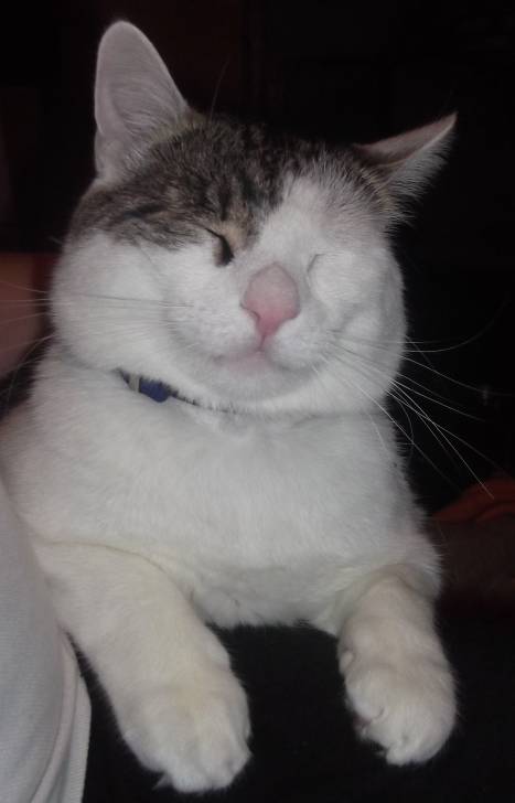 Chucky - Mâle (4 ans)