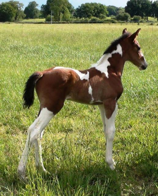 stenthor - Mâle (6 ans)