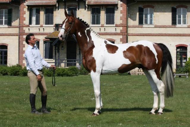 stenthor - Mâle (6 ans)