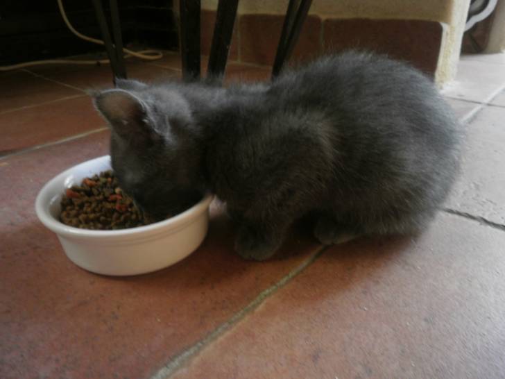 Harmonie - (2 mois)