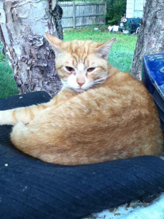Sunny D - Mâle (2 ans)