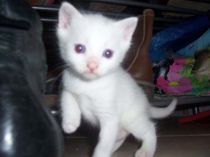 Vanille - (1 mois)