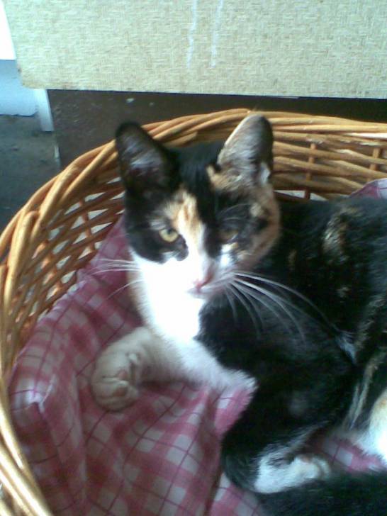 Twinkle - (2 ans)