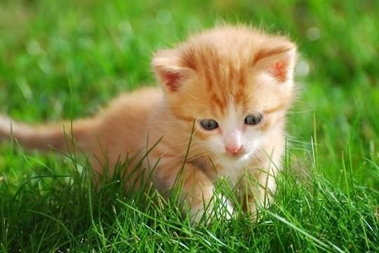 Kitten - Mâle (1 mois)
