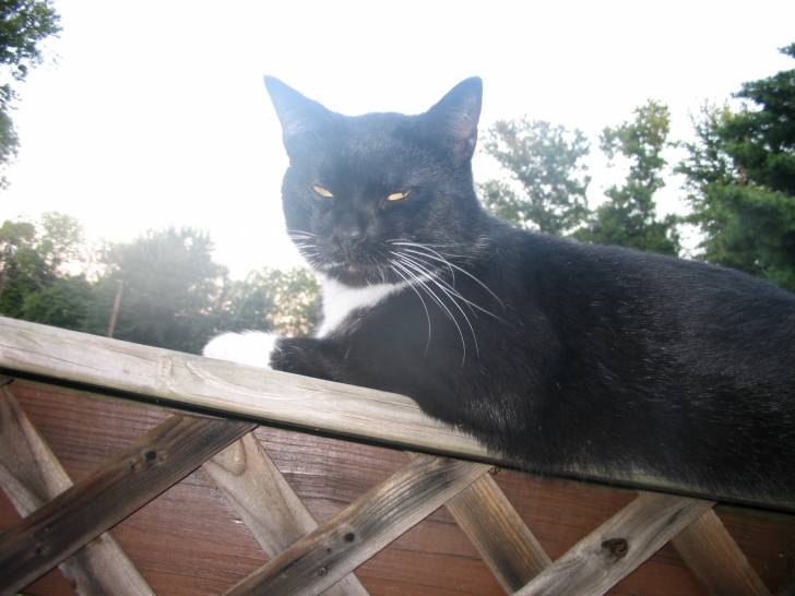 pumpkin - (6 ans)