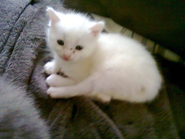 maya - (3 mois)