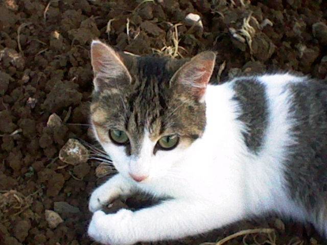 Frimousse - (1 an)
