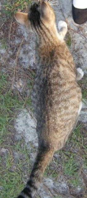 skittles - (2 ans)